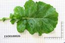 Click for 2 image(s) for this accession. Image